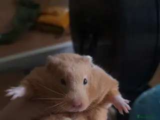 Hamster rodents Pedigree Syrian Hamsters - Advert 10