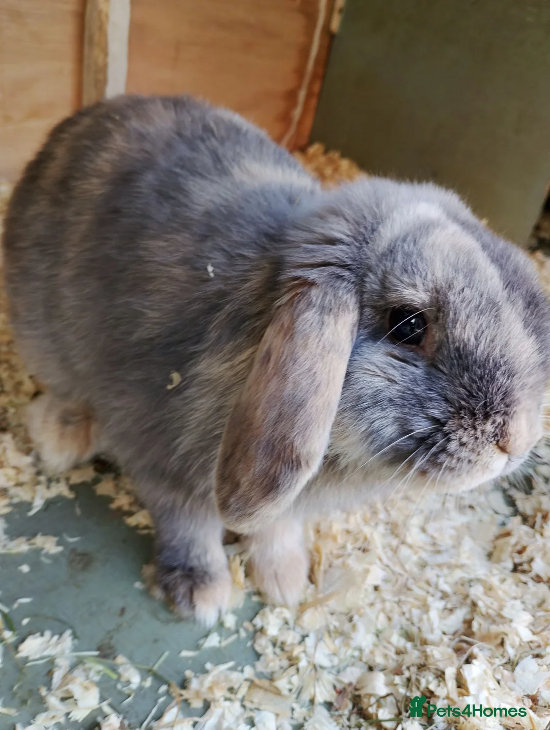 Mini Lop rabbits for sale: Mini lops - Advert 1