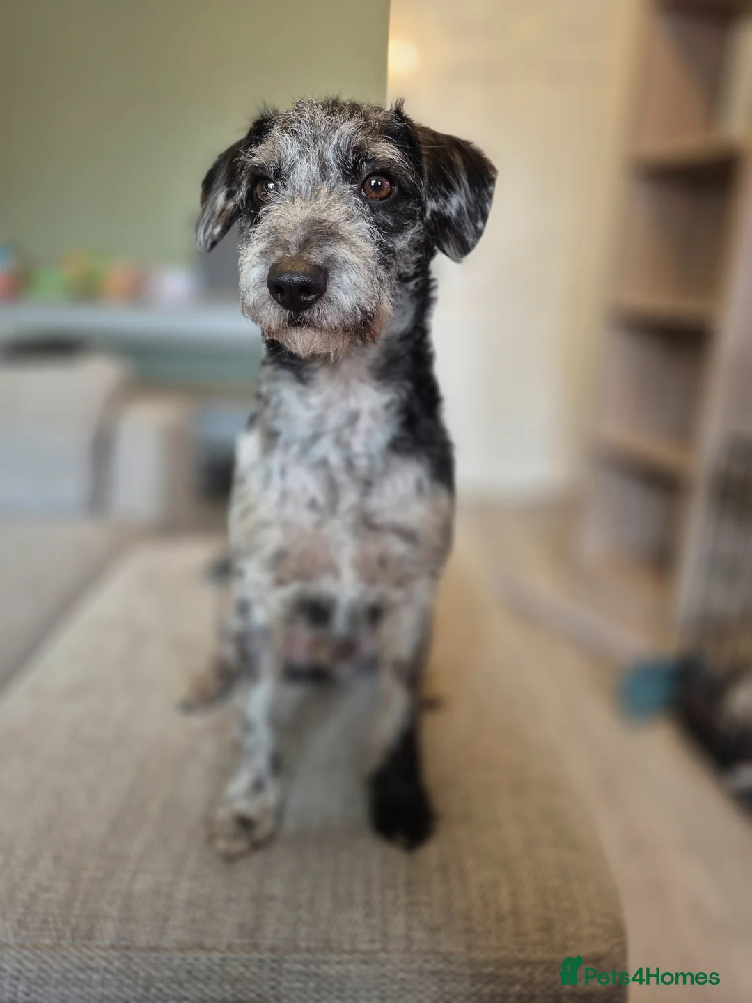 Mixed Breed dogs for sale: Vinnie our Patterdale x Poodle - Advert 2