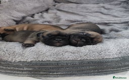 French Bulldog dogs for sale: French bulldog puppy  - Image 11