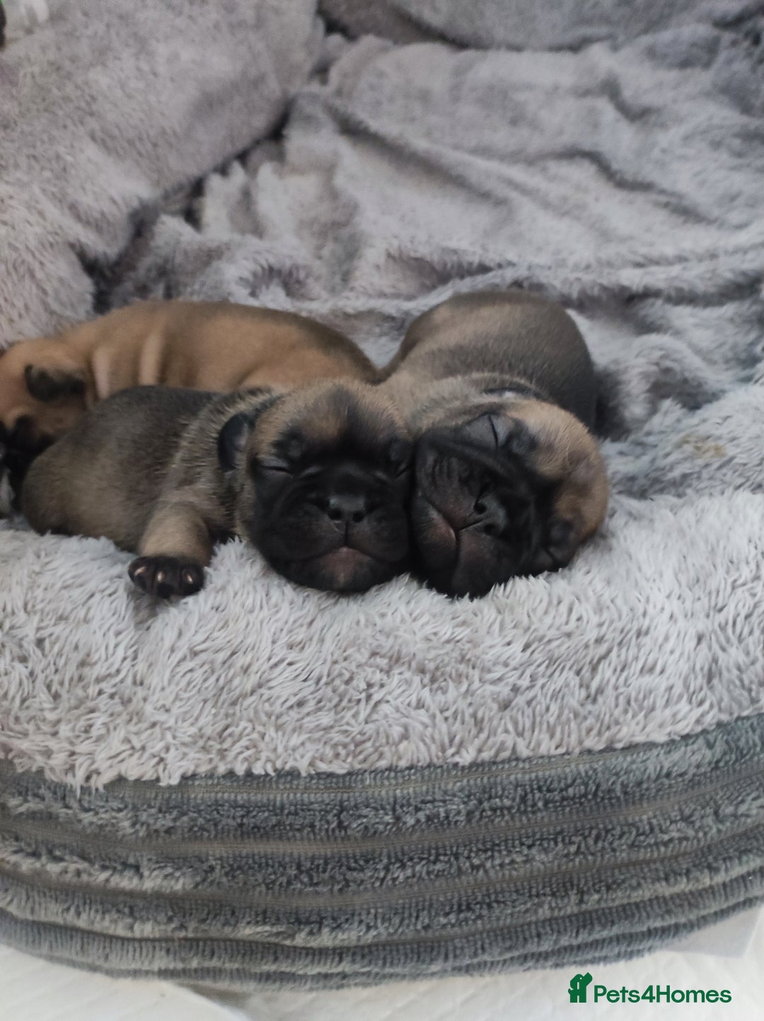 French Bulldog dogs for sale: French bulldog puppy  - Image 11