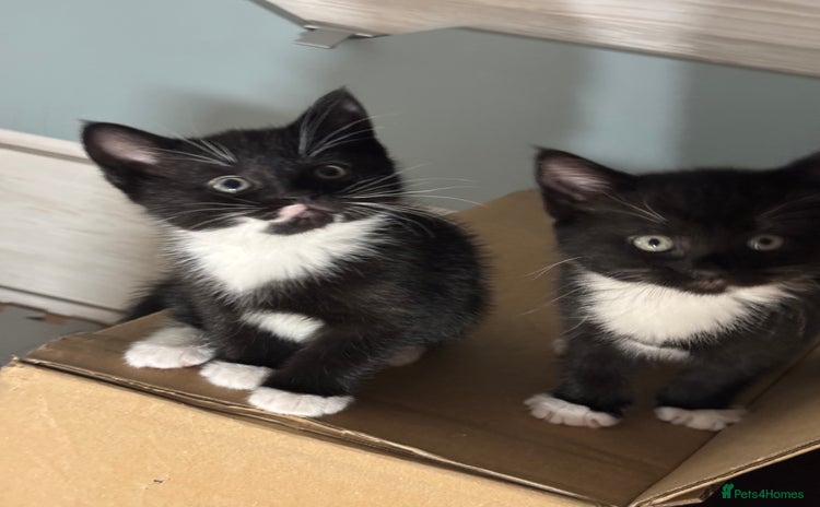 European cats - Advert 4