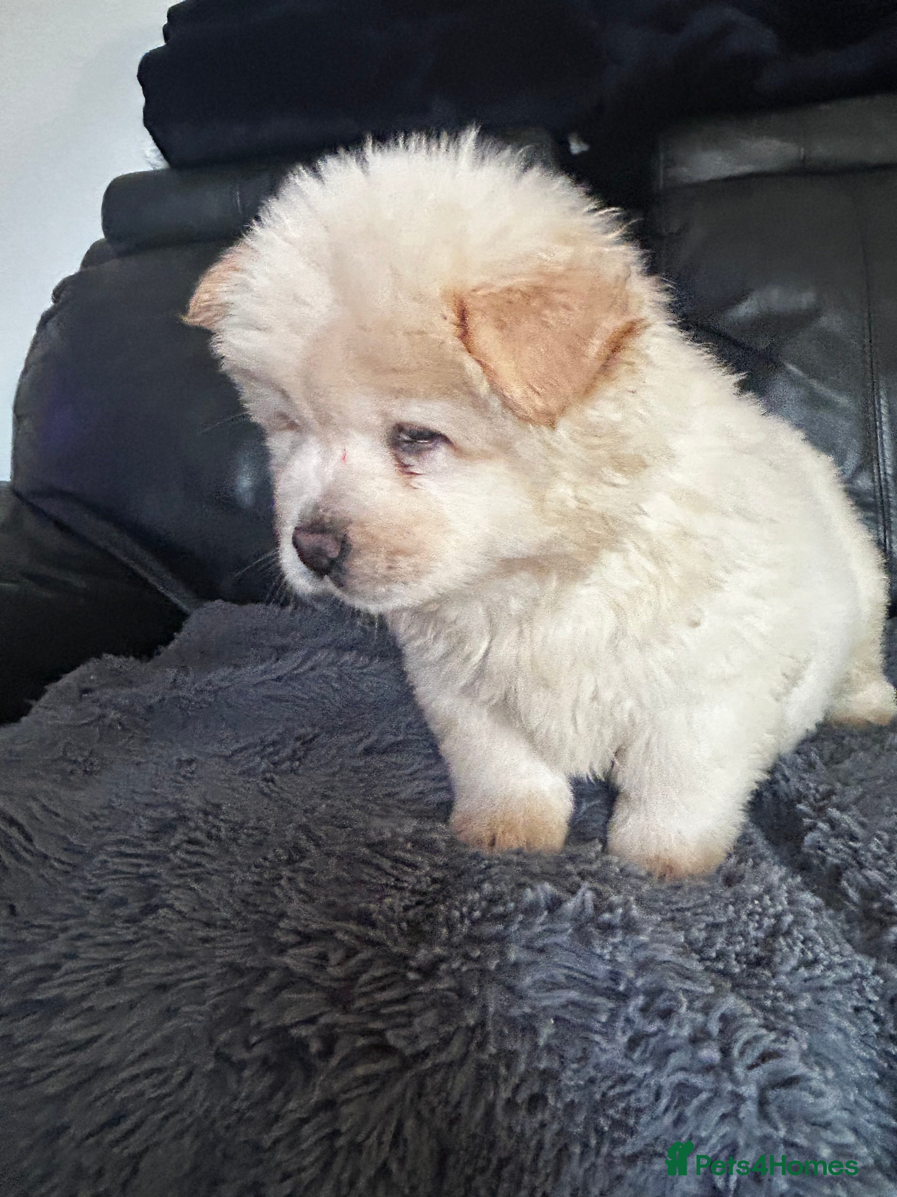 Chow Chow dogs Last boy available, ready now  - Advert 2