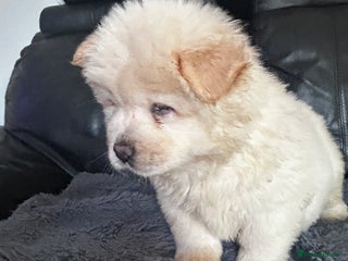 Chow Chow dogs Last boy available, ready now - Advert 2
