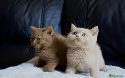 Brazilian Shorthair cats for sale: Beautiful bsh kittens, looking for new homes.  - Image 4