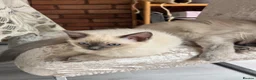 Ragdoll cats for sale: Gorgeous Fluffy Ragdoll Kitten – 3 Months Old - Advert 5