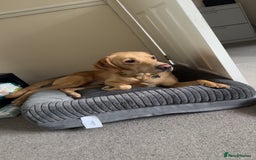 Labrador Retriever dogs for sale: Buddy the Labrador - Image 3