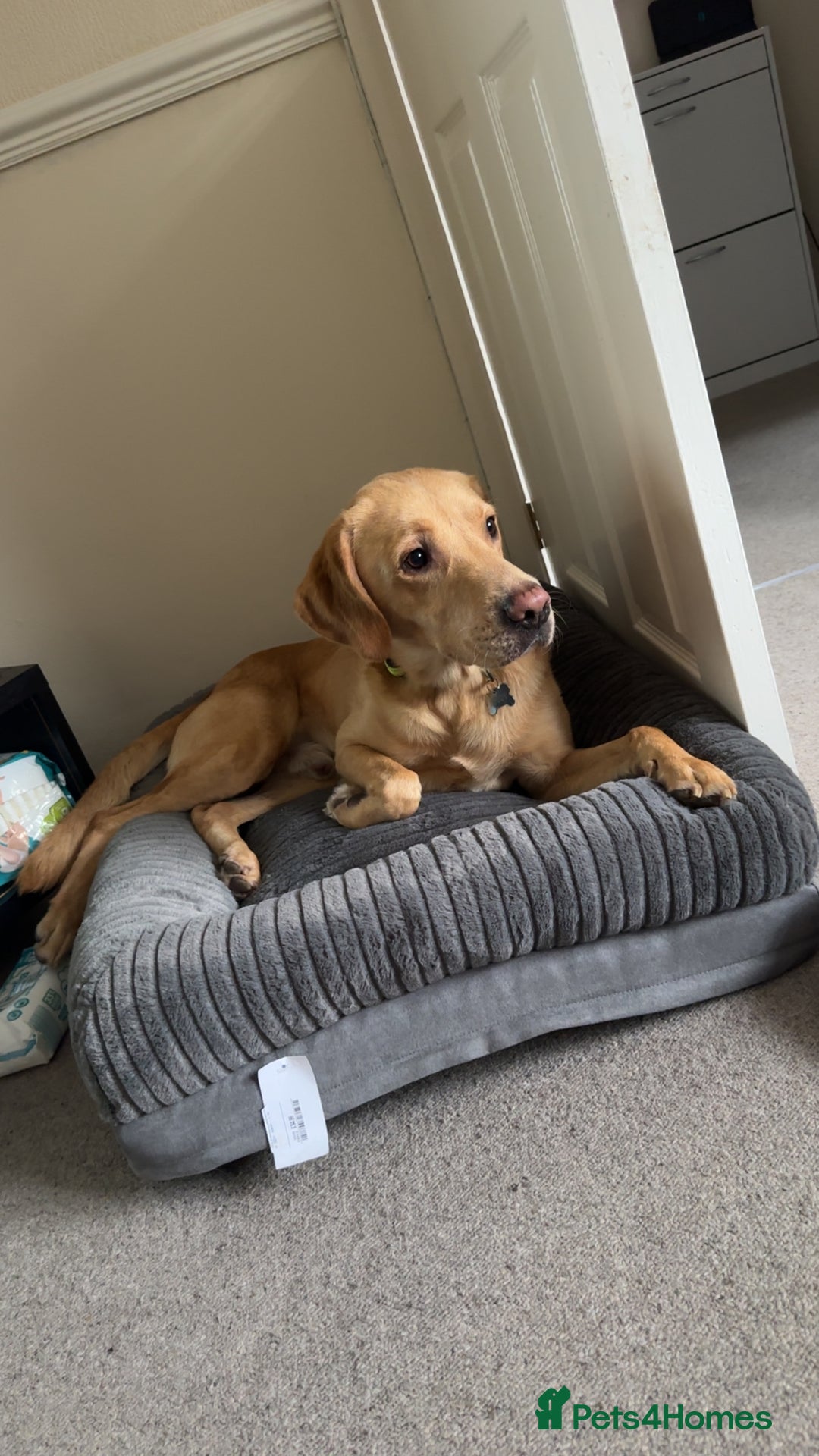 Labrador Retriever dogs for sale: Buddy the Labrador - Image 3