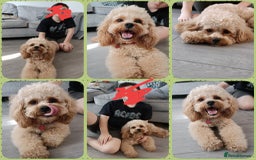 Poochon dogs for stud: Gorgeous Roo for stud. Proven.  - Image 2