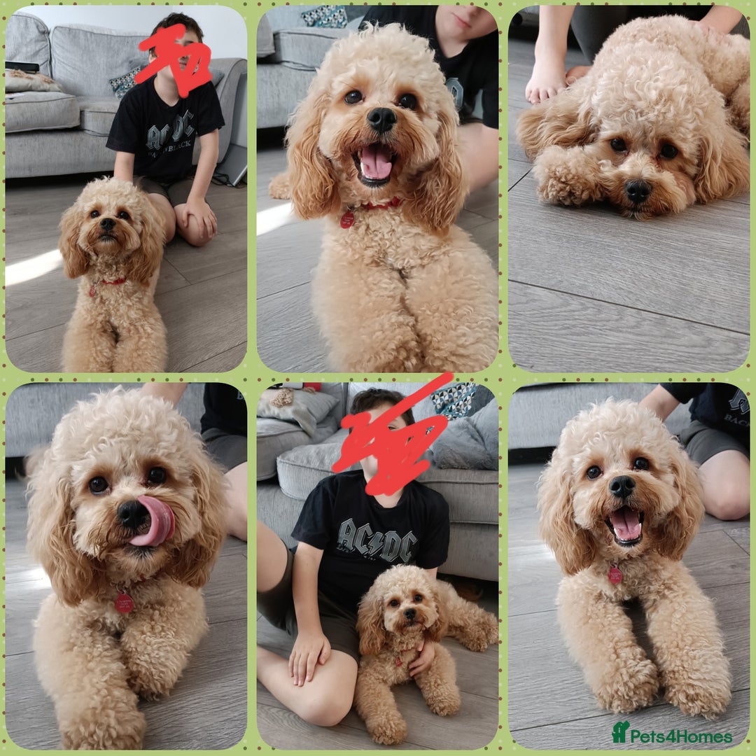 Poochon dogs for stud: Gorgeous Roo for stud. Proven.  - Image 2