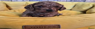 Cavapoo 5