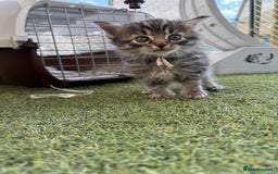 Siberian cats for sale: Siberian x kittens  - Image 17