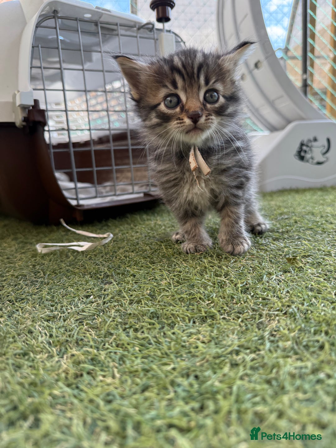 Siberian cats for sale: Siberian x kittens  - Image 17