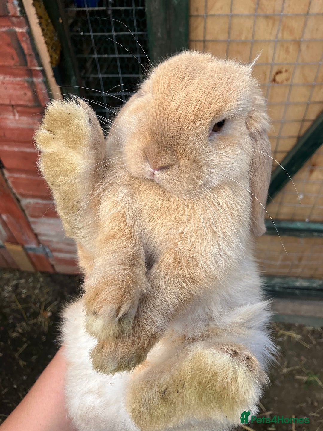 Mini Lion Lop rabbits for sale: Marshmallow  - Image 2