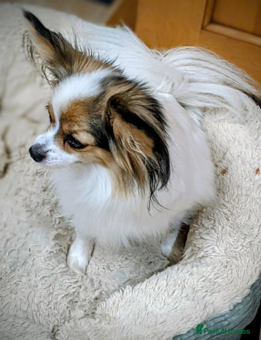Papillon dogs for sale: Boy available  - Advert 4