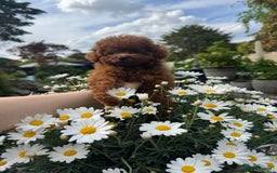 Toy Poodle dogs for sale: Asian Poodle Girl  in London - Image 10