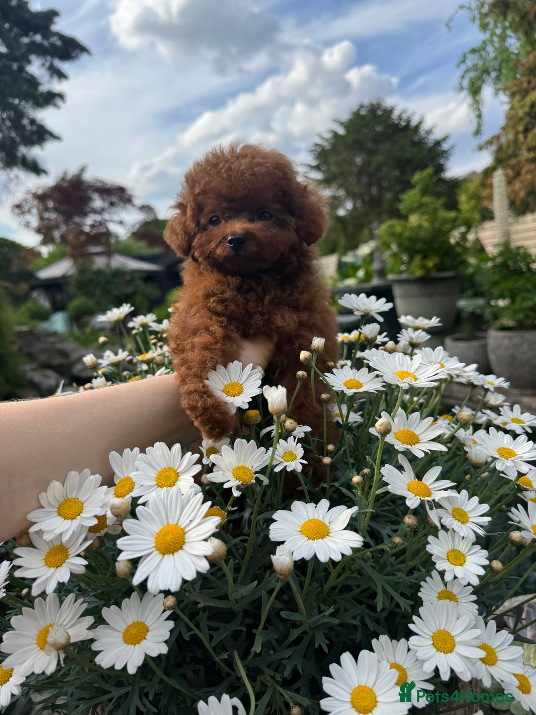 Toy Poodle dogs for sale: Asian Poodle Girl  in London - Image 10