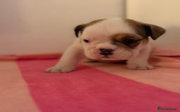 English Bulldog dogs for sale: Amazing British bulldogs  - Image 19
