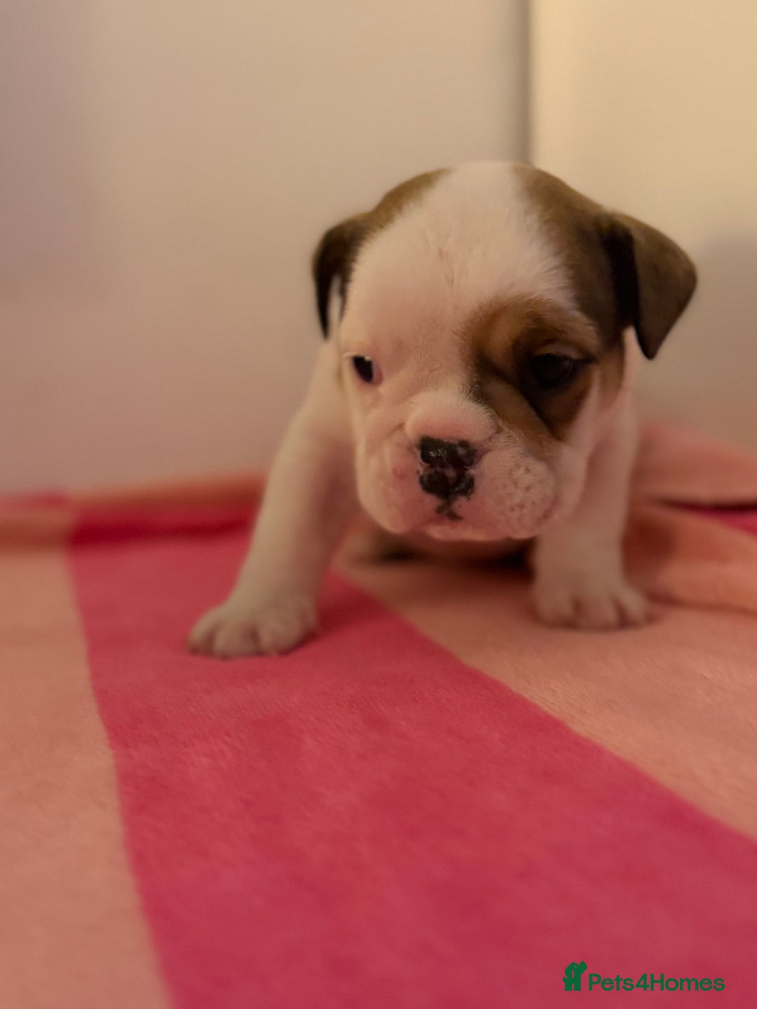English Bulldog dogs for sale: Amazing British bulldogs  - Image 19