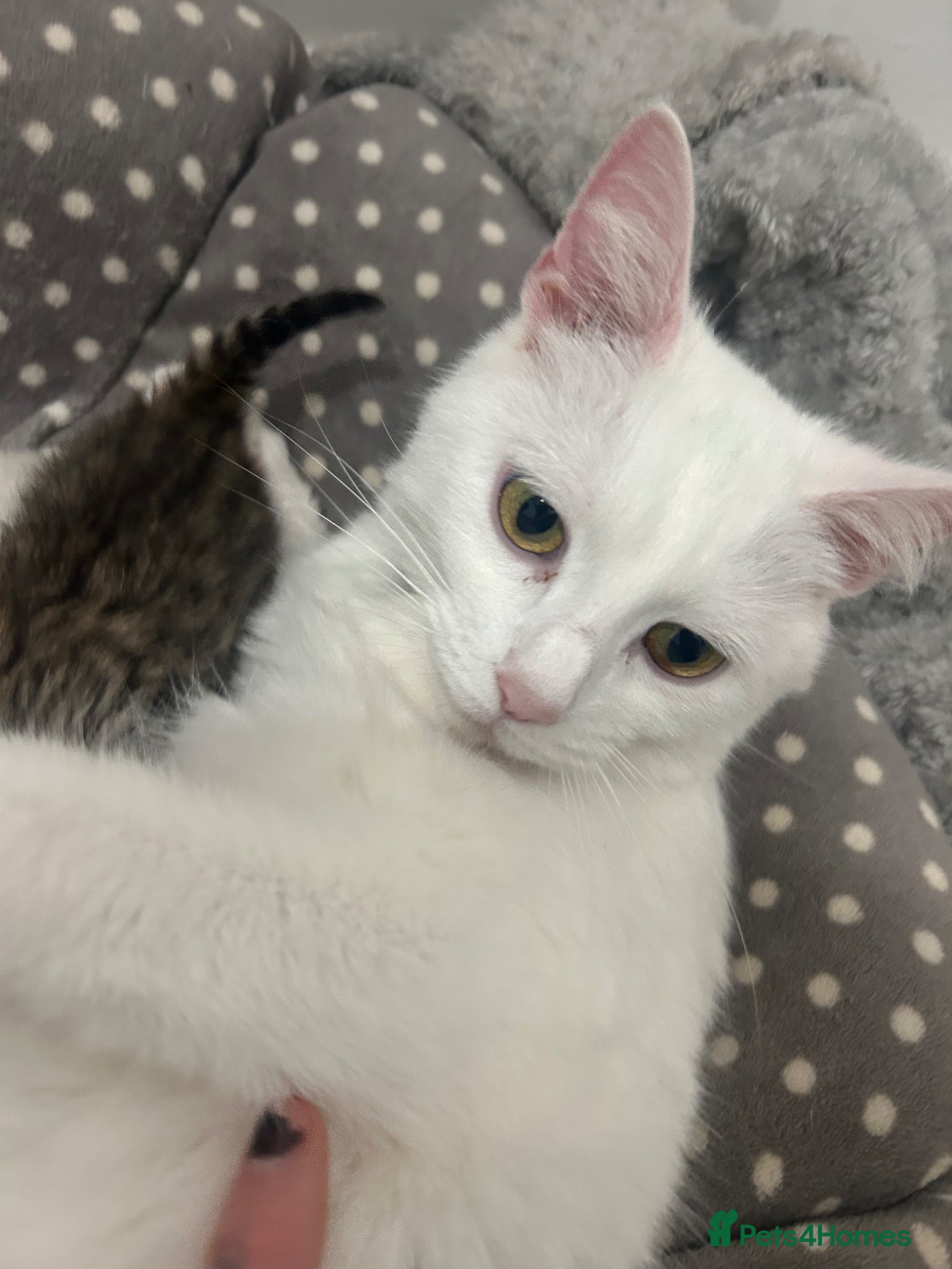 Turkish Angora cats Beautiful Turkish angora x kittens available  - Advert 5