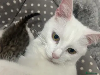 Turkish Angora cats Beautiful Turkish angora x kittens available - Advert 5