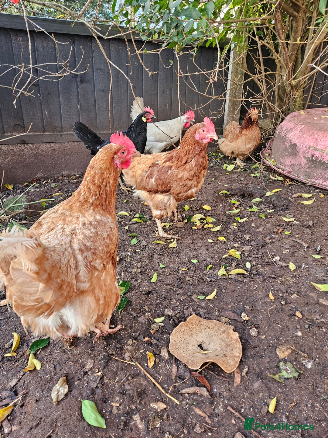 Chickens poultry for sale: 11 hens 1 cockrel  - Advert 3