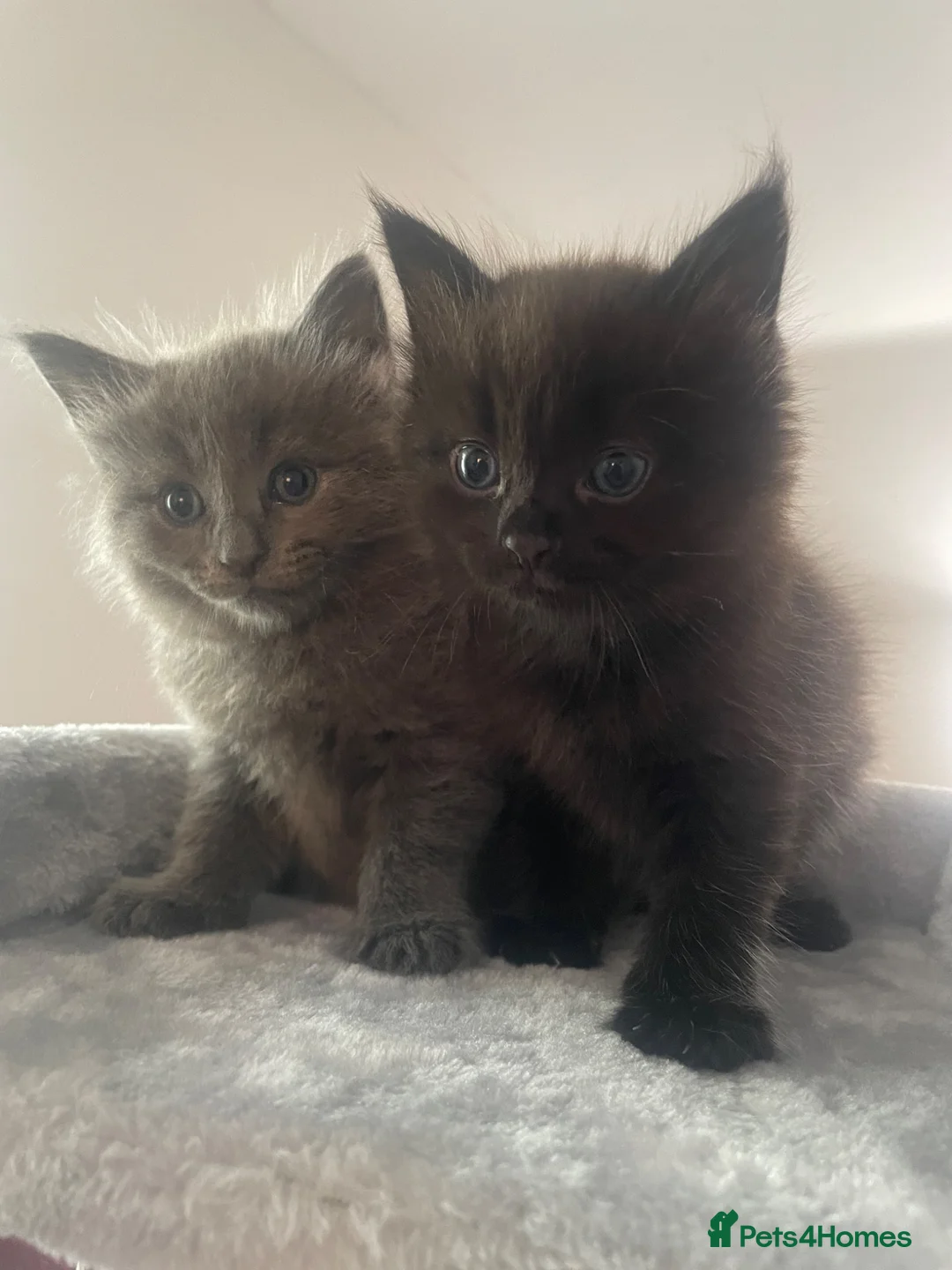 British Longhair cats for sale: Beautiful British longhair kittens - Advert 9