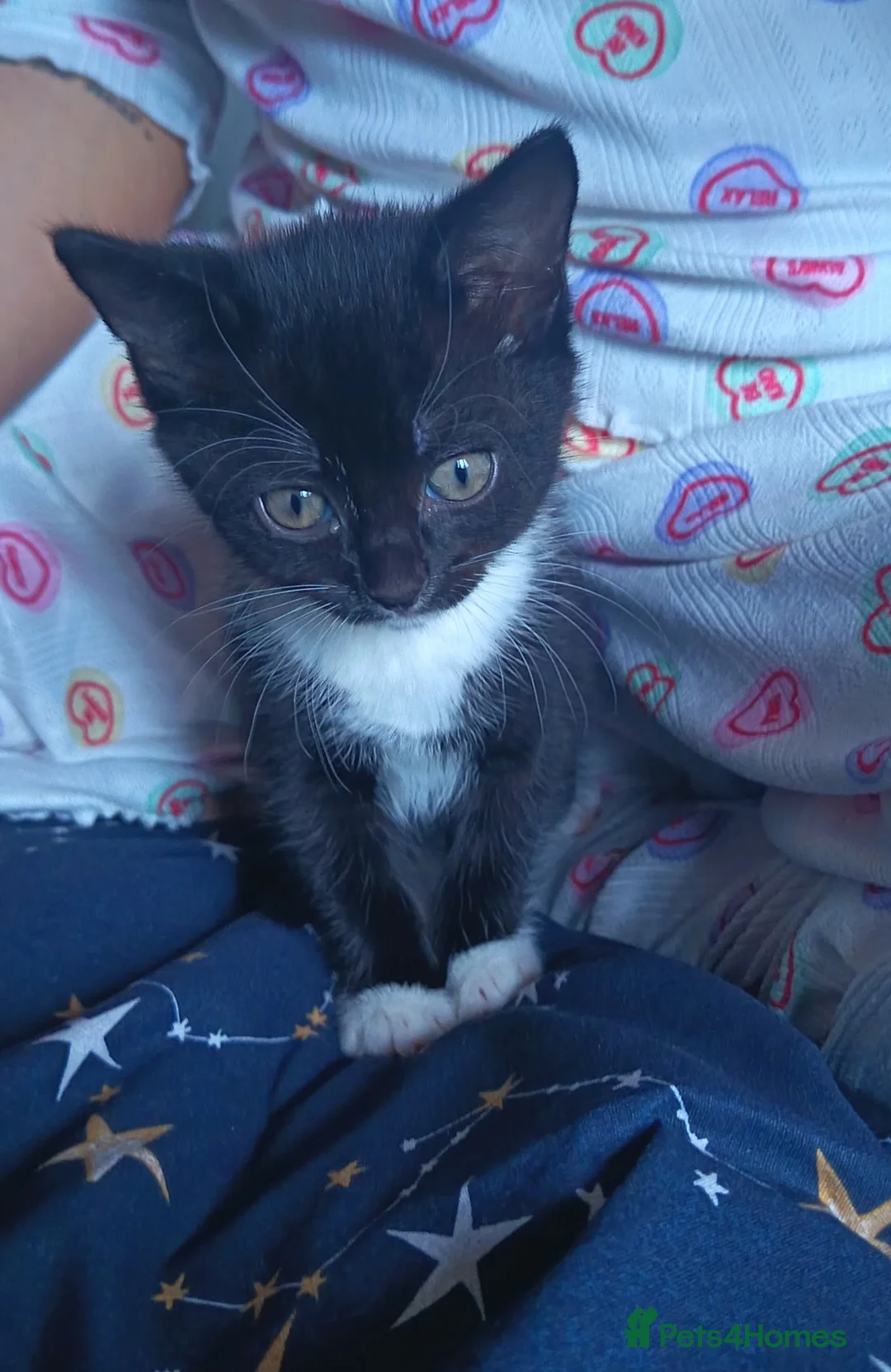 Mixed Breed cats for sale: 1 beautiful male kitten  - Advert 2