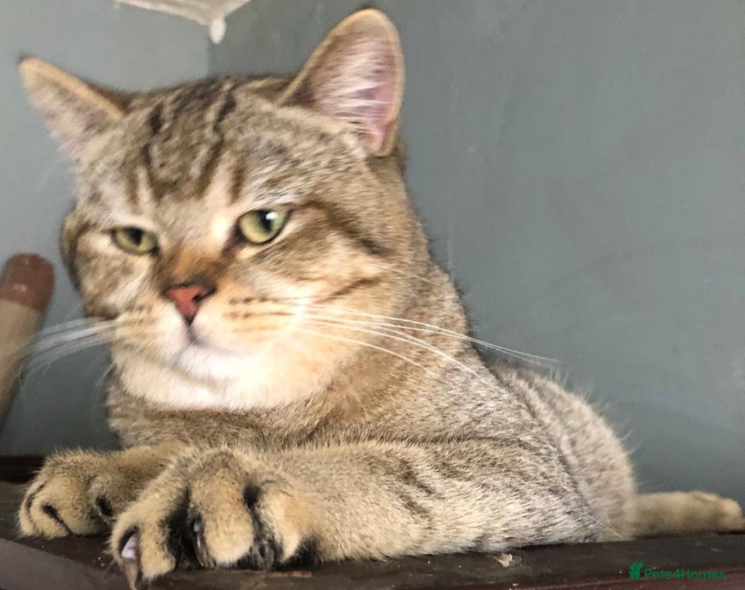 British Shorthair cats for sale: GCCF Active entire male - Image 8