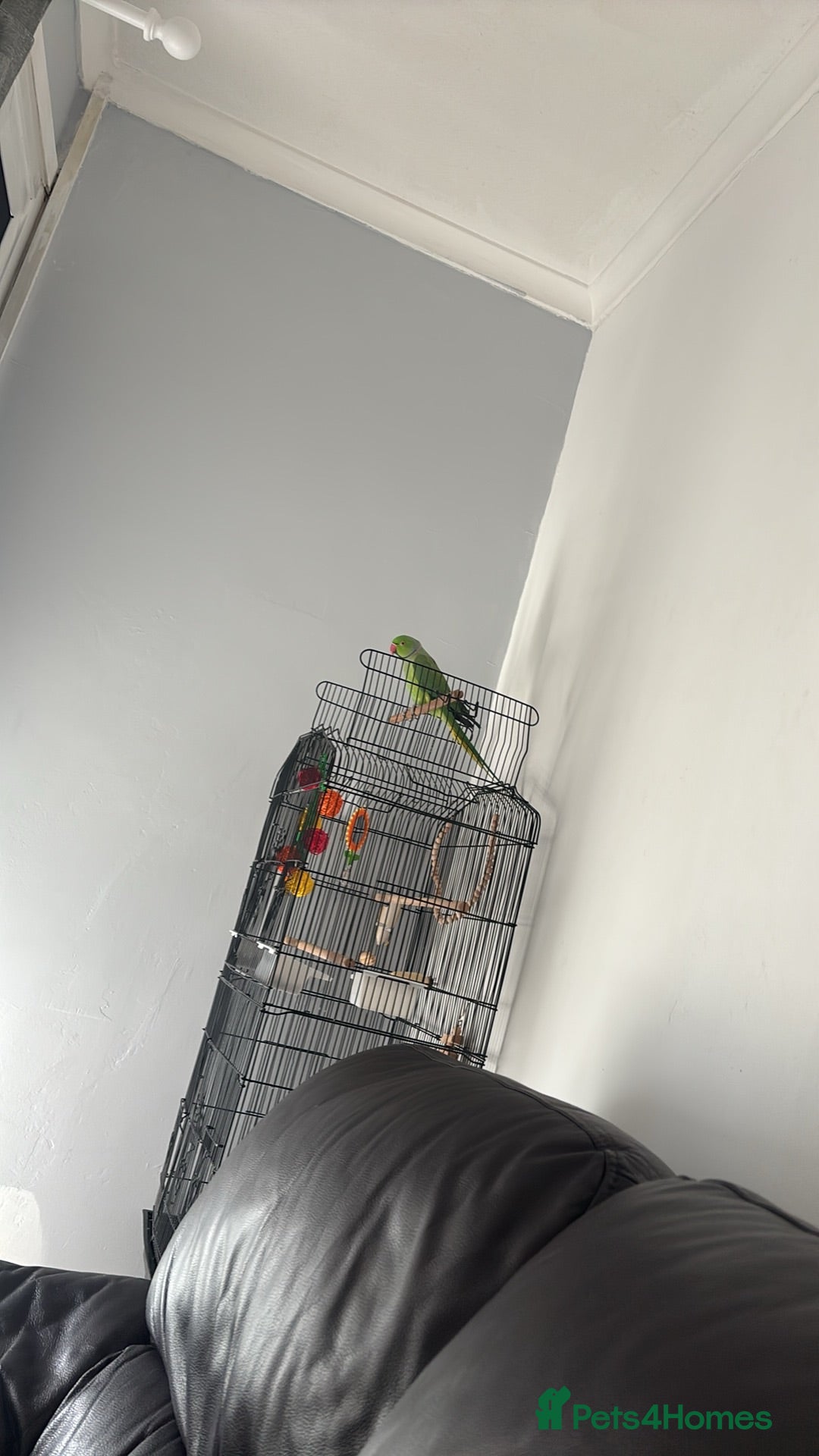 Ringnecks birds Ringneck  - Advert 1