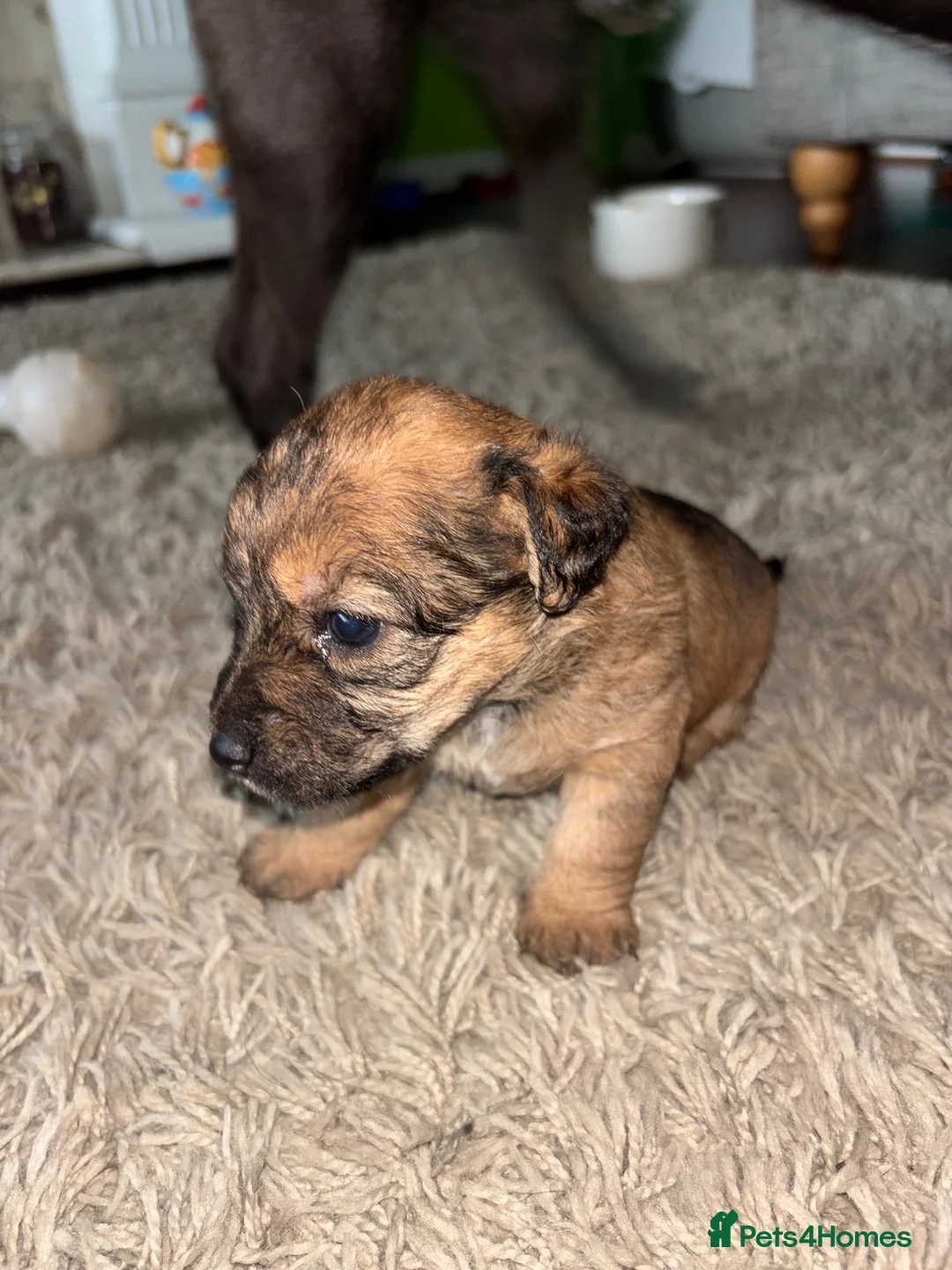 Mixed Breed dogs for sale: Jack Russell cross pups in Stoke-on-Trent - Advert 4