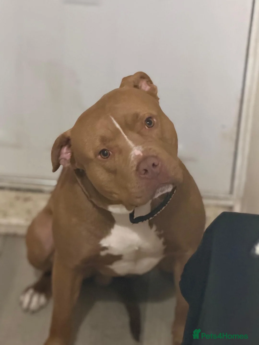 Mixed Breed dogs for sale: LOVING HOME NEEDED FOR KILO - Advert 1