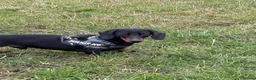 Miniature Dachshund dogs for stud: RIO — Proven Miniature Smooth Haired Dach Stud - Advert 4