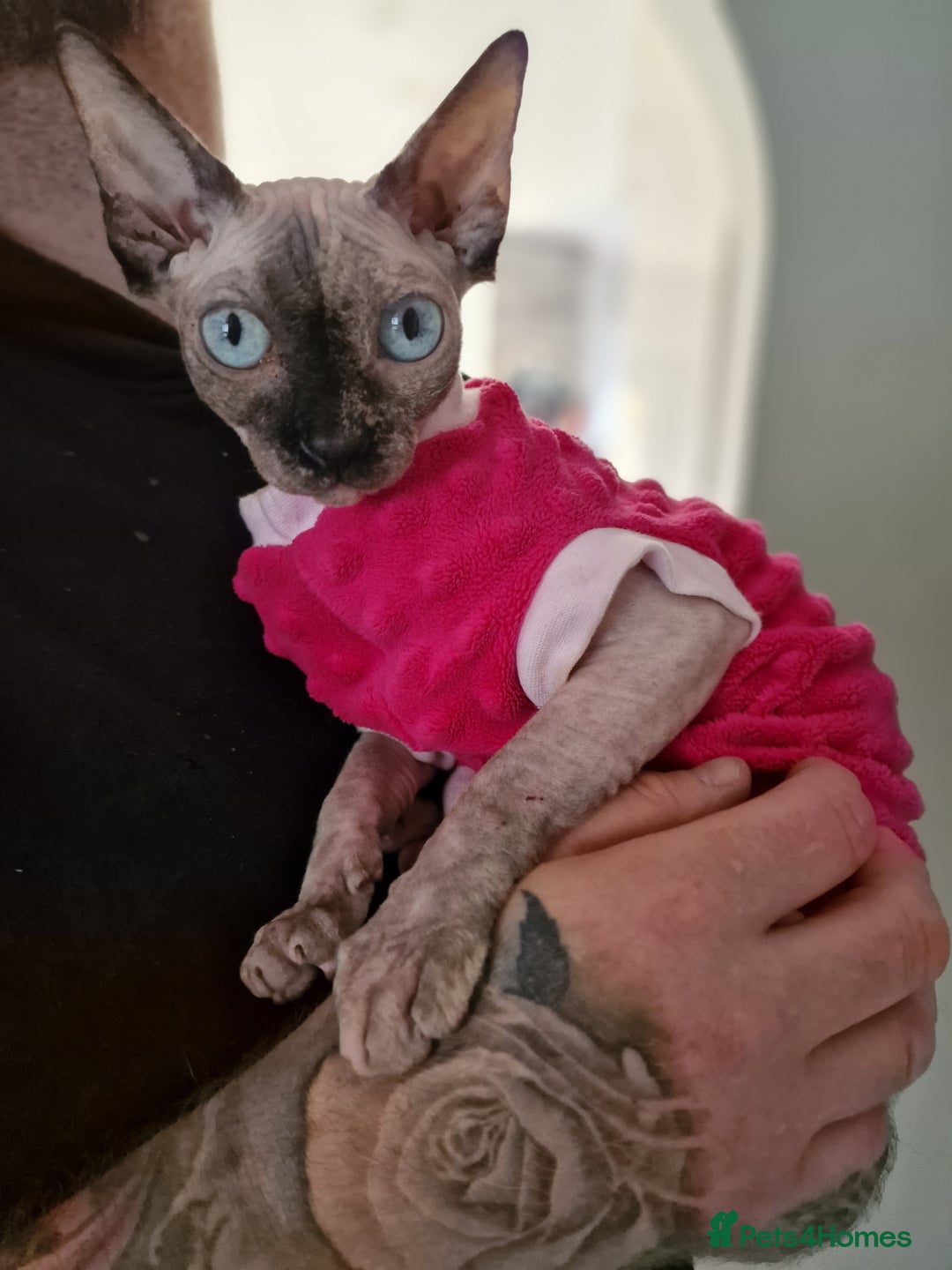 Sphynx cats for sale: Spayed Sphynx girl with blue eyes  - Image 3