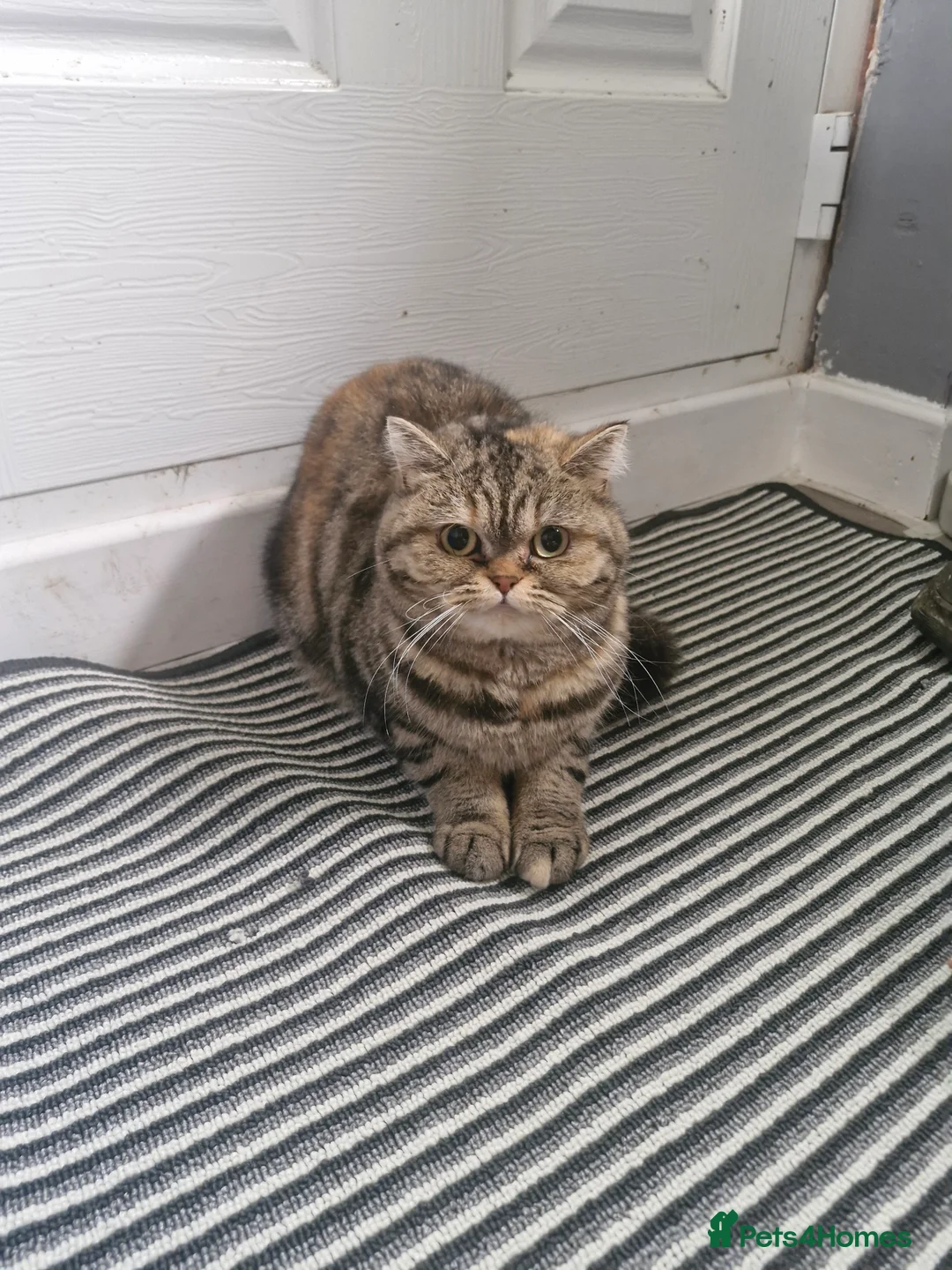 Scottish Fold cats for sale: Beautiful Scottish Fold female for sale in Chatham - Advert 1