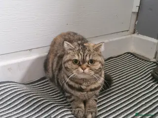 Scottish Fold cats Beautiful Scottish Fold female for sale in Chatham - Advert 1