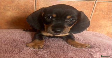 Miniature Dachshund dogs - Advert 3