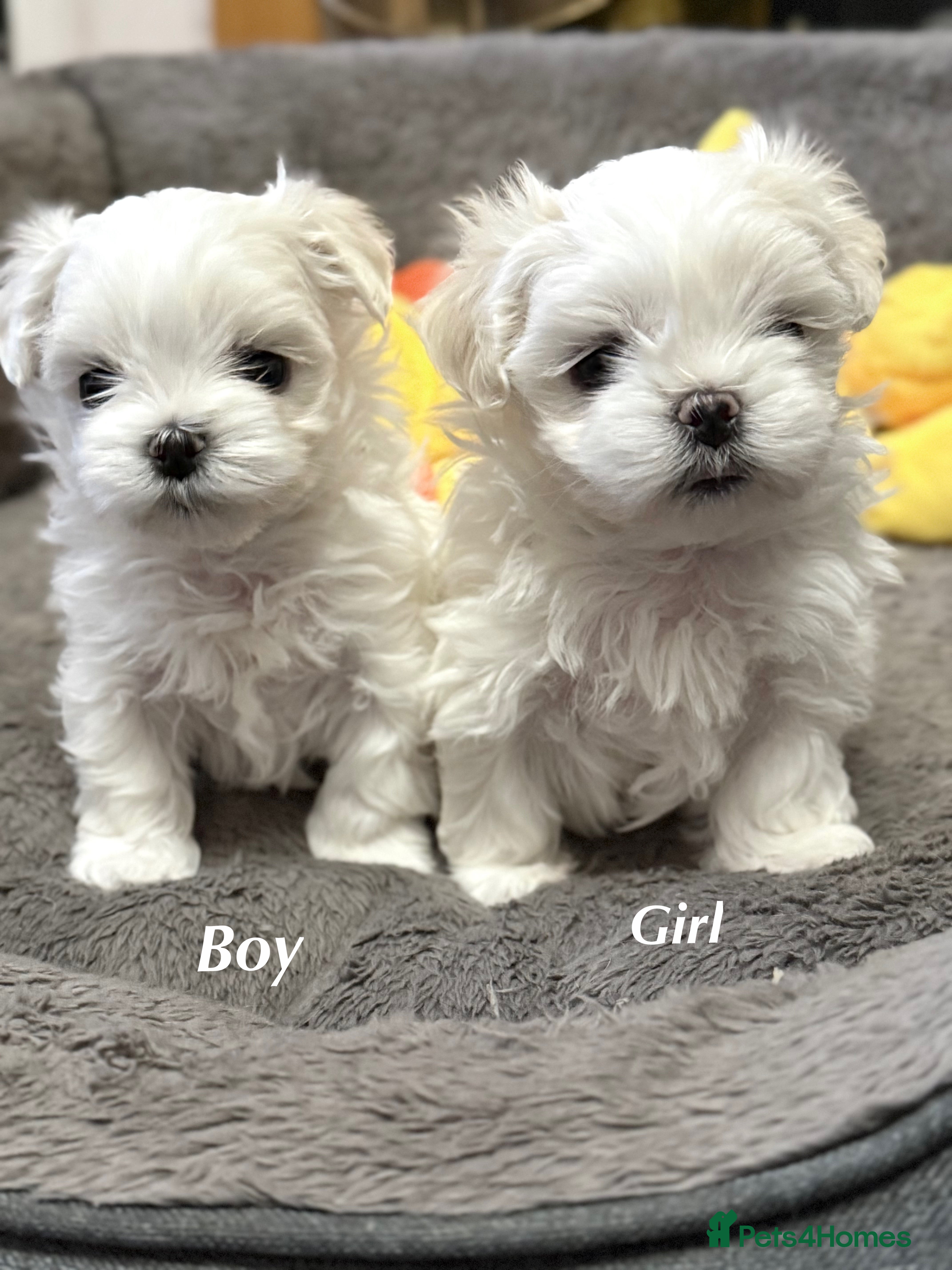 Maltese dogs Exceptional quality KC reg tiny Maltese  - Advert 1