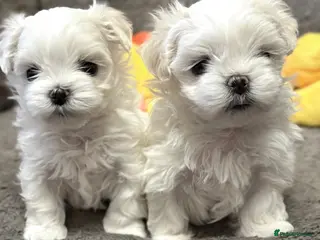 Maltese dogs Exceptional quality KC reg tiny Maltese - Advert 1
