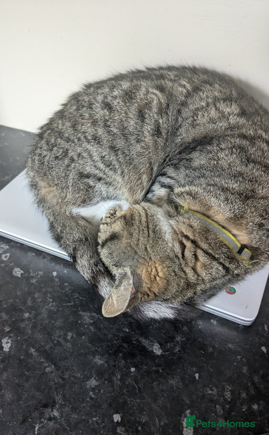 Mixed Breed cats for sale: Loving Home Wanted for Two Bonded Cats - Image 4
