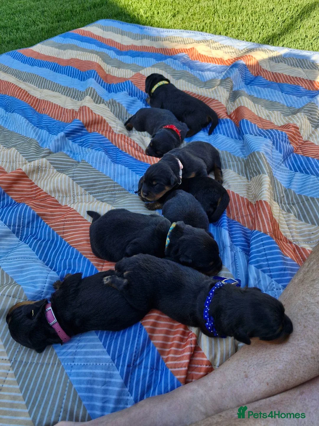 Rottweiler dogs for sale: Perfect Purebred Rottweiler puppies - Advert 5