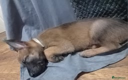 Belgian Shepherd Dog dogs for sale: Belgian malinois puppies for sale  - Image 20