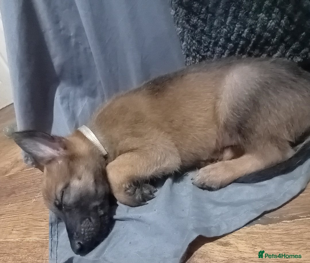 Belgian Shepherd Dog dogs for sale: Belgian malinois puppies for sale  - Image 20