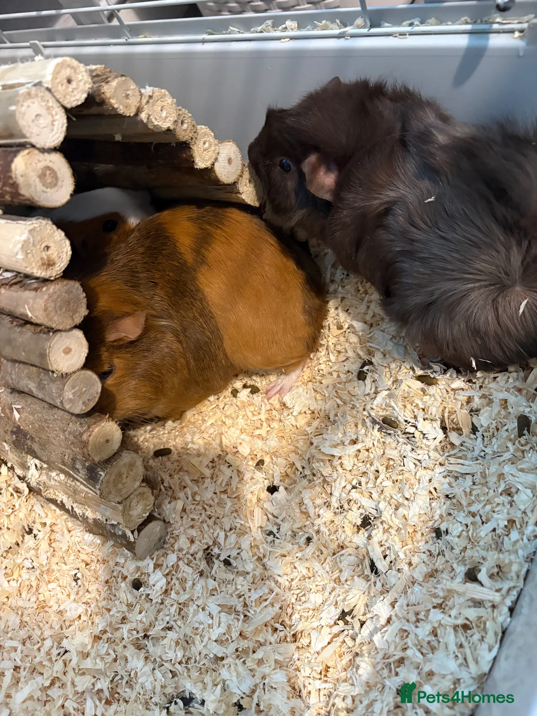 Guinea Pig rodents for sale: 4 Female Guinea Pigs - Advert 4