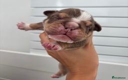 English Bulldog dogs for sale: Only one male left! Ready on the 27th of October  - Image 14