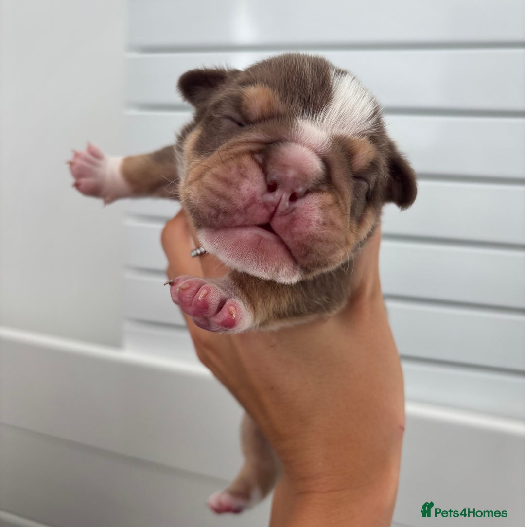 English Bulldog dogs for sale: Only one male left! Ready on the 27th of October  - Image 14