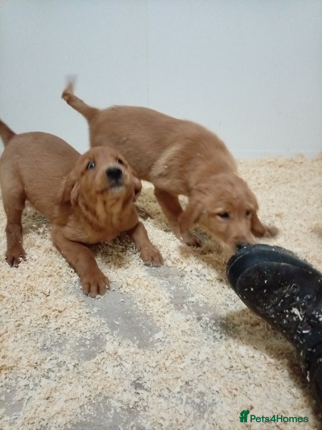 Golden Retriever dogs for sale: Kc registered golden retrievers from working lines - Advert 2
