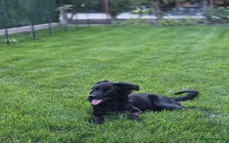 Mixed Breed dogs for adoption: Spider for adoption - Image 1