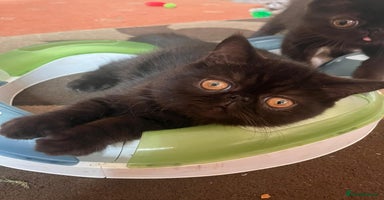 Exotic cats - Advert 5