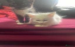 Turkish Angora cats for sale: Cute playful Turkish angora  - Image 4